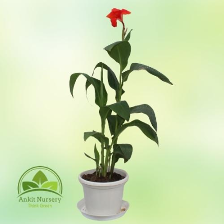 Canna Lilies Red flowers - Home -  - Corporate Office - Plants On Rent - Best Plant Nursery in Noida - Indoor Plants - Vertical 