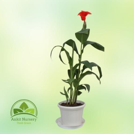Canna Lilies Red flowers - Home -  - Corporate Office - Plants On Rent - Best Plant Nursery in Noida - Indoor Plants - Vertical 