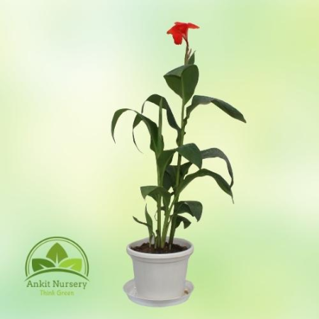 Canna Lilies Red flowers - Home -  - Corporate Office - Plants On Rent - Best Plant Nursery in Noida - Indoor Plants - Vertical 