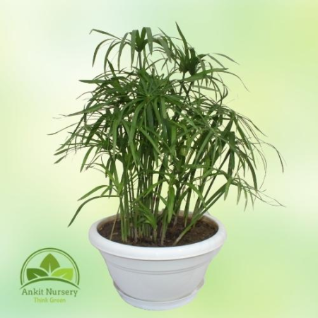 Cyperus Alternifolius (Umbrella Palm) - Home -  - Corporate Office - Plants On Rent - Best Plant Nursery in Noida - Indoor Plant
