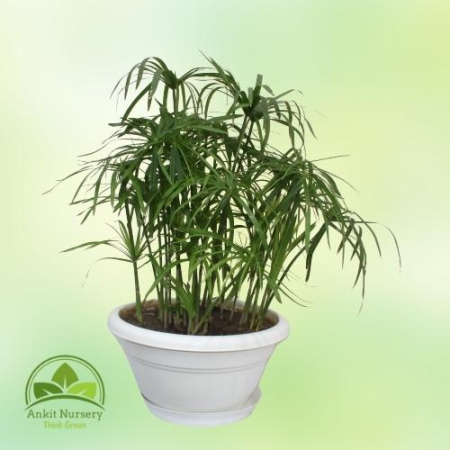 Cyperus Alternifolius (Umbrella Palm) - Home -  - Corporate Office - Plants On Rent - Best Plant Nursery in Noida - Indoor Plant