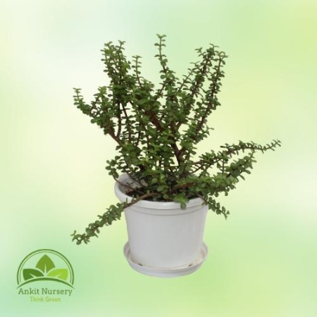 Jade Plant - Outdoor Plants -  - Corporate Office - Plants On Rent - Best Plant Nursery in Noida - Indoor Plants - Vertical Gard