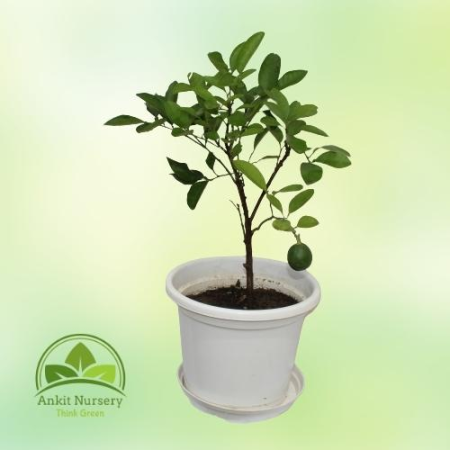 Kagzi Grafted Lemon Plant (nimbu) - Home -  - Corporate Office - Plants On Rent - Best Plant Nursery in Noida - Indoor Plants - 