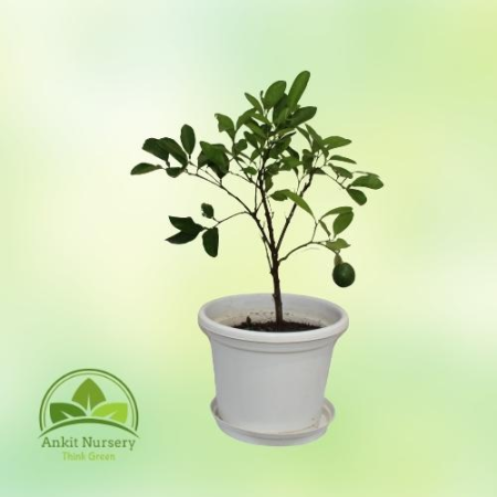 Kagzi Grafted Lemon Plant (nimbu) - Home -  - Corporate Office - Plants On Rent - Best Plant Nursery in Noida - Indoor Plants - 