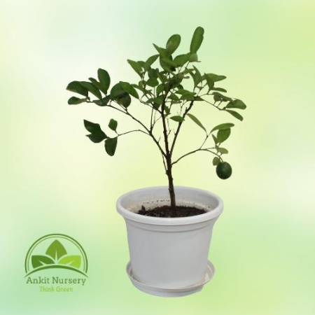 Kagzi Grafted Lemon Plant (nimbu) - Home -  - Corporate Office - Plants On Rent - Best Plant Nursery in Noida - Indoor Plants - 