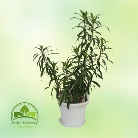 Son Of India Plant Green - Home -  - Corporate Office - Plants On Rent - Best Plant Nursery in Noida - Indoor Plants - Vertical 