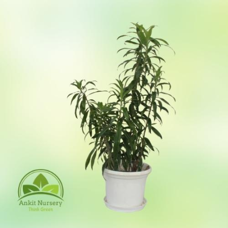 Son Of India Plant Green - Home -  - Corporate Office - Plants On Rent - Best Plant Nursery in Noida - Indoor Plants - Vertical 