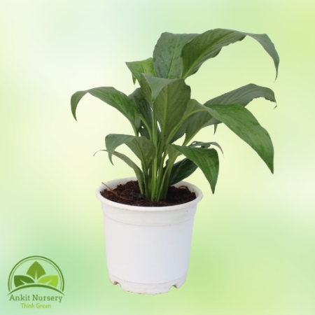 Aglaonema Green Plant - Home -  - Corporate Office - Plants On Rent - Best Plant Nursery in Noida - Indoor Plants - Vertical Gar
