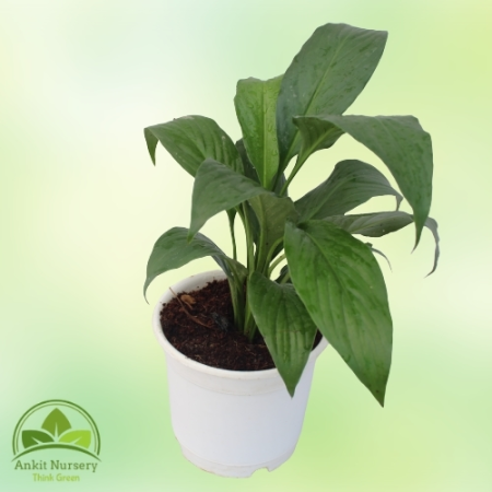 Aglaonema Green Plant - Home -  - Corporate Office - Plants On Rent - Best Plant Nursery in Noida - Indoor Plants - Vertical Gar