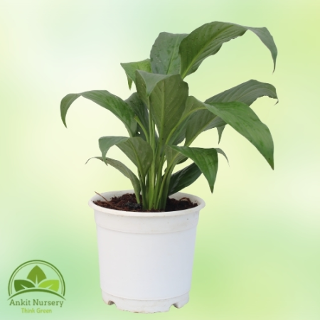 Aglaonema Green Plant - Home -  - Corporate Office - Plants On Rent - Best Plant Nursery in Noida - Indoor Plants - Vertical Gar