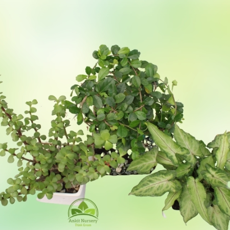 Indoor Plant With Ceramic Pot - Home -  - Corporate Office - Plants On Rent - Best Plant Nursery in Noida - Indoor Plants - Vert