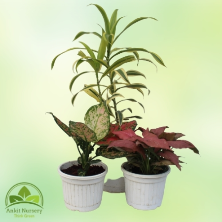 Indoor Plant Mix Colour - Home -  - Corporate Office - Plants On Rent - Best Plant Nursery in Noida - Indoor Plants - Vertical G