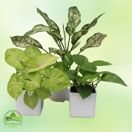 Indoor Plant Mixer - Home -  - Corporate Office - Plants On Rent - Best Plant Nursery in Noida - Indoor Plants - Vertical Garden