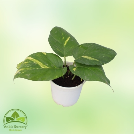 Money Plant Table Pot - Home -  - Corporate Office - Plants On Rent - Best Plant Nursery in Noida - Indoor Plants - Vertical Gar