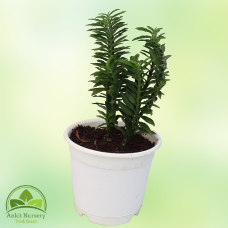 Pedilanthus Euphorbia Tithymaloides ZigZag Plant- (Green) - Home -  - Corporate Office - Plants On Rent - Best Plant Nursery in 