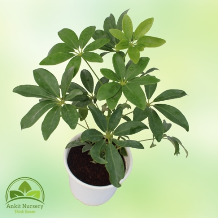 Schefflera Green Plant With Pot - Indoor Plants -  - Corporate Office - Plants On Rent - Best Plant Nursery in Noida - Indoor Pl