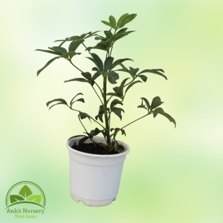 Schefflera Green Plant With Pot - Indoor Plants -  - Corporate Office - Plants On Rent - Best Plant Nursery in Noida - Indoor Pl