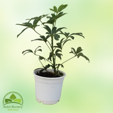 Schefflera Green Plant With Pot - Indoor Plants -  - Corporate Office - Plants On Rent - Best Plant Nursery in Noida - Indoor Pl