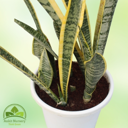 Snake Plant - Dracaena Trifasciata - Home -  - Corporate Office - Plants On Rent - Best Plant Nursery in Noida - Indoor Plants -