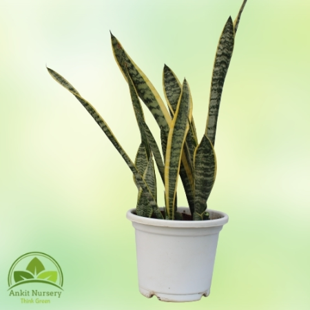 Snake Plant - Dracaena Trifasciata - Home -  - Corporate Office - Plants On Rent - Best Plant Nursery in Noida - Indoor Plants -