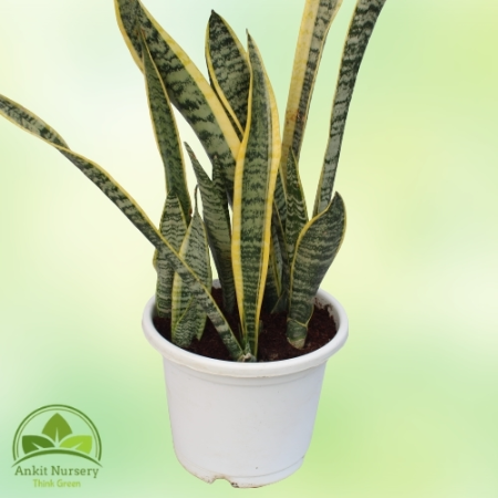 Snake Plant - Dracaena Trifasciata - Home -  - Corporate Office - Plants On Rent - Best Plant Nursery in Noida - Indoor Plants -