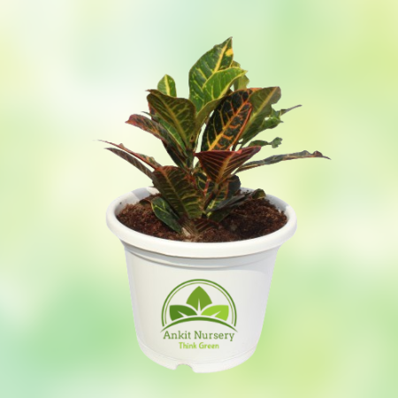 Croton Petra With Pot - Home -  - Corporate Office - Plants On Rent - Best Plant Nursery in Noida - Indoor Plants - Vertical Gar
