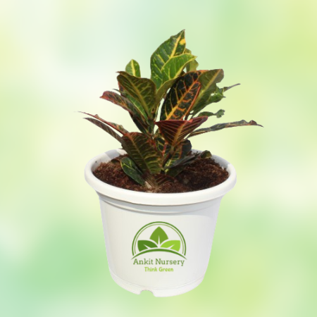 Croton Petra With Pot - Home -  - Corporate Office - Plants On Rent - Best Plant Nursery in Noida - Indoor Plants - Vertical Gar