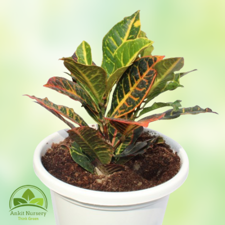 Croton Petra With Pot - Home -  - Corporate Office - Plants On Rent - Best Plant Nursery in Noida - Indoor Plants - Vertical Gar