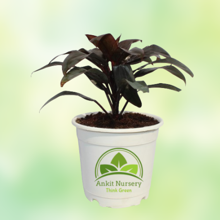 Dracaena Red Plant - Home -  - Corporate Office - Plants On Rent - Best Plant Nursery in Noida - Indoor Plants - Vertical Garden