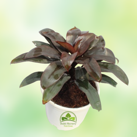 Dracaena Red Plant - Home -  - Corporate Office - Plants On Rent - Best Plant Nursery in Noida - Indoor Plants - Vertical Garden