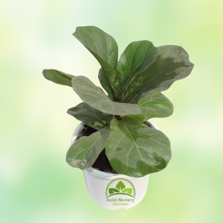 Fiddle Leaf Fig Plant (Ficus Lyrata) - Home -  - Corporate Office - Plants On Rent - Best Plant Nursery in Noida - Indoor Plants